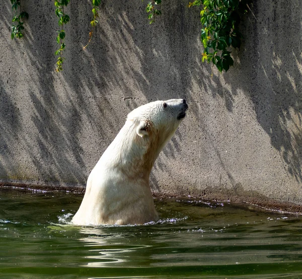 O urso polar nada na água. — Fotografia de Stock