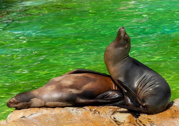 Retrato de cerca de un león marino. — Foto de Stock