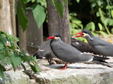 İnka Tern, Larosterna İnka, deniz kenarında. Yüksek kalite fotoğraf
