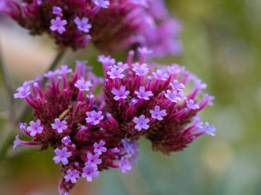 Soluk mor bonariensis verbena çiçeğine yaklaş.