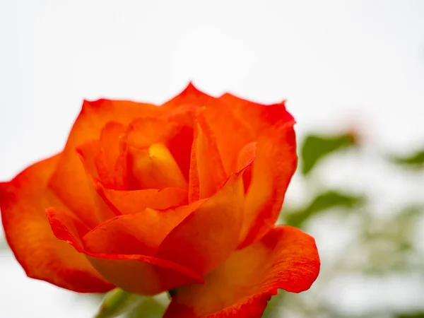 De belles roses. Cette rose rose dans le parc. Rose gros plan. Photo De Stock