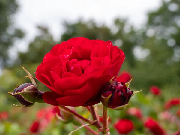 Piękne róże. Różowa róża w parku. Rose zamknij się.. — Zdjęcie stockowe