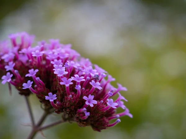 Κοντινό πλάνο του χλωμού μοβ λουλουδιού bonariensis verbena. — Φωτογραφία Αρχείου