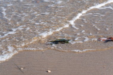 Deniz dalgaları plajda yavaşça yuvarlanarak beyaz köpük oluşturur. Deniz kabukları ve yosunlar kumda yatıyor..