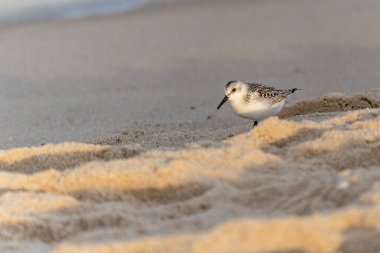 Bir Sanderling yiyecek aramak için kumlu sahil boyunca yürür. Küçük kuş altın ışıkta canlı görünür..