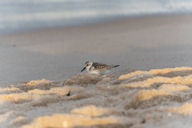 Bir Sanderling güzel kumda çömelmiş şekilde hareket eder. Sahile uyum içinde uyum sağlıyor..