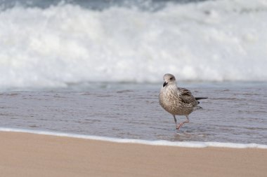 Dere kenarındaki genç martı. Su kuma değdiğinde genç bir martı sörf çizgisi boyunca yürüyor. Yürürken bir bacağını kaldırır..
