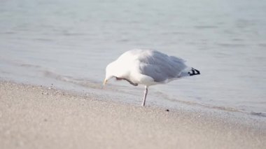 Kıyıda martı. Video, ufukta ufku tararken yavaşça kırılan yetişkin bir martıyı gösteriyor..
