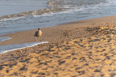 Genç bir martı Larus Argentatus kumlu sahilde suyun kenarında duruyor. Yumuşak dalgalar arkada yuvarlanıyor.