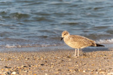 A juvenile gull Larus stands on the sandy beach, gazing at the ground. Gentle waves roll in the background.
