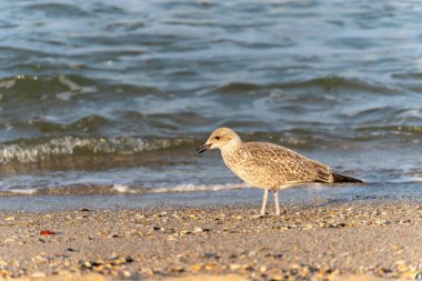 A juvenile gull Larus walks along the beach with its beak slightly open. The sea glimmers in the background.
