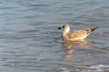 Bir martı Larus deniz yüzeyinde sakince yüzer. Hafif dalgalar ve ışık yansımaları etrafını sarar..