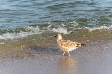 Martı Larus küçük bir dalganın kenarında yürüyor. Güneş ışığı altında su parıldar..