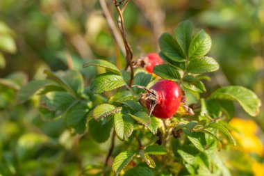 A single rose hip shines in bright sunlight, surrounded by fresh green leaves. The vibrant fruit symbolizes autumn along the dunes.
