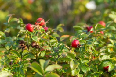 Rose hips close-up. Bright red rose hips grow among green leaves in the sunlight. The plant adds vivid color to the coastal vegetation.