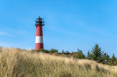 The lighthouse stands behind tall beach grass beneath a bright blue sky. A peaceful coastal view showcasing maritime charm.