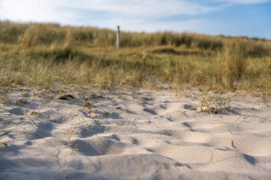 Fine sand with scattered grass under a clear blue sky. A tranquil coastal scene full of natural textures and warm light.