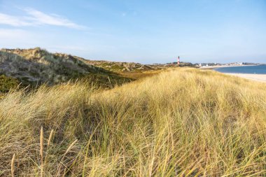 Golden dune grass sways in the sea breeze with a lighthouse in the distance. A warm and natural coastal scene.