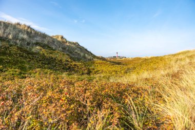 Lush dunes covered with vegetation stretch toward the horizon. The lighthouse stands far away beneath a bright blue sky.