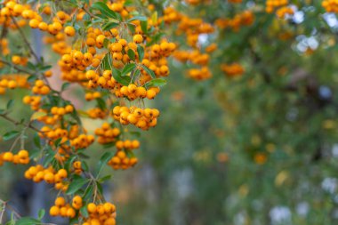 Orange Berries. Bright orange berries hang in clusters on slender branches. A colorful autumn shrub shines vividly against a soft green background.