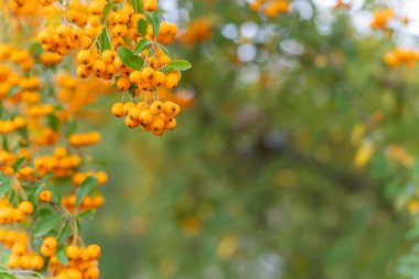 Hanging Berries. Golden berries hang from green branches in soft light. A calm autumn scene full of color and gentle tones.