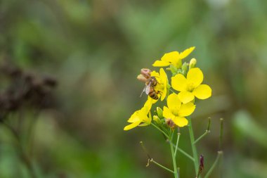 Bee on Yellow Flower. A bee collects nectar from vivid yellow blossoms. A perfect macro of pollination and natures detail.