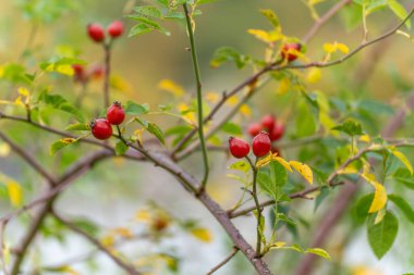 Rose Hips on Branch. Red rose hips stand out among green and yellow leaves. A calm autumn scene showing natures harvest time.