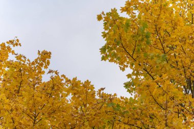 Golden tree crowns contrast beautifully with a gray sky. The soft tones highlight the elegance of the autumn season.