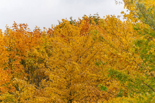 Colorful treetops shine in shades of orange, yellow, and green. A vivid autumn landscape under a soft, cloudy sky.