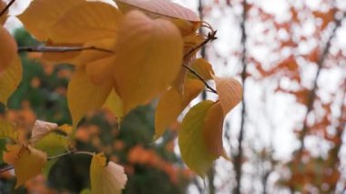 Altın sarısı yapraklar rüzgarda sallanıyor, sonbaharın yüksekliğini işaret ediyor. Sahne, mevsimin yumuşak hareketini ve sıcaklığını yakalar..