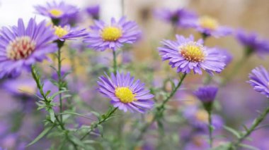 Mor taç yaprakları ve sarı merkezleri olan narin asterler yumuşak sonbahar ışığında güzel bir şekilde çiçek açarlar. Odaklanma onların canlı detaylarını ve dokusunu yakalar..