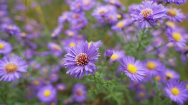 Sonbaharda açan mor asterlerin yakın çekimi. Çiçekler rüzgarda hafifçe sallanıyor, canlı renkleri sakin, doğal bir ritim yaratıyor..