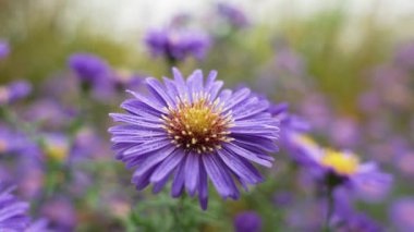 Odaklanan tek bir mor paskalya yapraklarındaki küçük su damlacıklarını ortaya çıkarır. Bulanık arkaplan onun hassas detaylarını geliştirir..