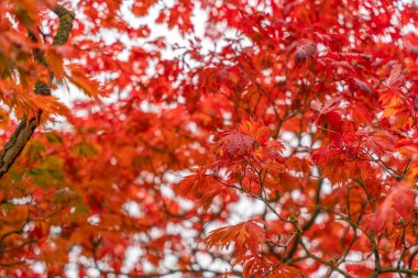 A close-up of fiery red maple leaves glowing against a pale sky. The image captures the essence of autumn color.