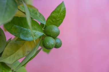 Three small green citrus fruits grow on a branch against a pink wall. The bright colors create a lively and fresh Mediterranean atmosphere.