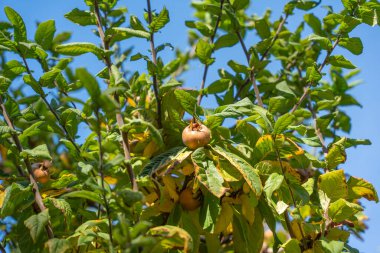 A medlar fruit ripens on its branch, surrounded by vibrant green foliage. Sunlight enhances the rich textures of this traditional fruit tree.