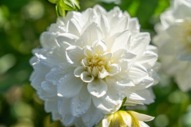 Close-up of a white dahlia with dewdrops. Delicate petals shine in soft morning light, highlighting natural purity.
