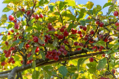 Ağaç dalında küçük kırmızı elmalar. Yeşil yapraklarla çevrili meyveler sonbahar güneşini yakalar..