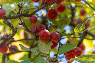 Red crab apples between branches and green leaves. Sunlight filters through, illuminating the fruits with a golden glow.