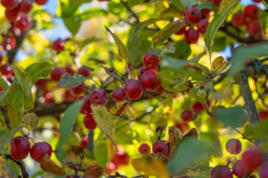 Abundant red crab apples among branches and leaves. A lively autumn composition full of color, texture, and light.