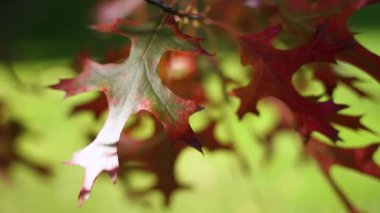 Autumn Oak Leaf 'in yakın çekimi. Kırmızı bir meşe yaprağı güneş ışığında parlar, canlı sonbahar renklerini gösterir. Bulanık arkaplan ayrıntılı damarlarını vurgular.