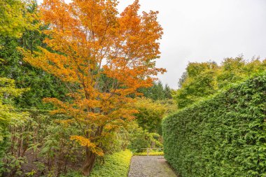 Canlı turuncu bir akçaağaç yeşil bir çitin yanında parlar. Huzurlu bahçe yolu sonbaharın ruhunu yakalar..