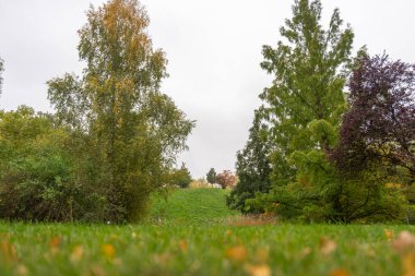 Ağaçlar yumuşak sonbahar tonlarıyla çimenli bir tepeyi çerçeveler. Düşük açıdan bakınca derinlik ve sükunet katıyor..