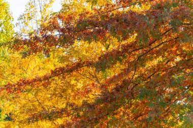 Sonbahar yeşillik katmanları. Kırmızı meşe dalları, yumuşak güneş ışığında parlak sarı yapraklarla karışır. Kompozisyon sonbahar renklerinin tam sıcaklığını yakalar.