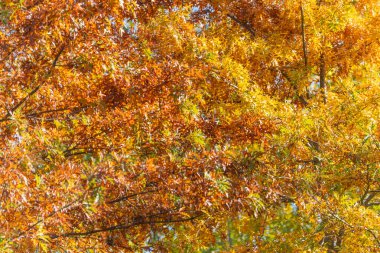 Yoğun sonbahar tepe örtüsü. Sarı ve turuncu yapraklardan oluşan yoğun bir gölgelik çerçeveyi doldurur. Yumuşak ışık sonbahar renklerinin derinliğini ve dokusunu vurgular..