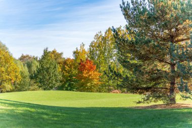 Ağaçlı park manzarası. Mavi gökyüzünün altında yeşil çimlerin ve renkli ağaçların olduğu huzurlu bir park sahnesi. Sonbaharın başlarında renkler manzarayı aydınlatır.