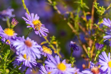Mor paskalya makrosu üzerinde arı. Bir bal arısı canlı mor bir makineden polen toplar. Yakın plan, detay, doku ve canlı doğal renkleri yakalar..