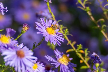 Sonbahar çiçeğindeki arı. Yumuşak sonbahar ışığı altında mor bir çiçeğe bir arı konar. Fotoğraf, doğa ve mevsim arasındaki hassas dengeyi yakalar..