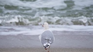 Sahildeki martı. Bir martı denizin kenarında duruyor, dalgaları seyrediyor. Köpük yavaşça kumlu kıyıya yuvarlanıyor..