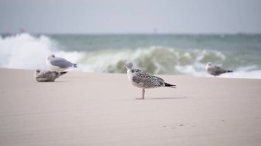 Dalgaların yakınındaki kumlu sahilde birkaç martı dinleniyor. Bir kuş tüylerini yavaş çekimde, deniz esintisi ile çerçevelenmiş..